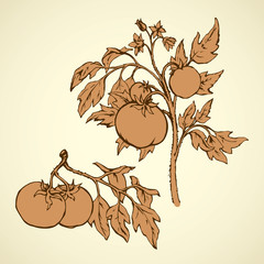 Wall Mural - Tomatoes. Vector drawing