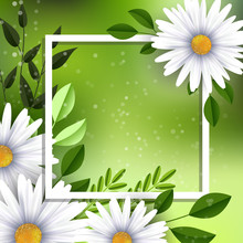 Chamomile Flowers Background, Vector Illustration. Blurred Green Background, Realistic Cute White Daisies And Leafs With Space For Text. Template For Banners, Greeting Cards, Graphic Design.