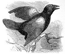 Victorian Engraving Of A Blackbird