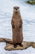Otter Standing Up And Looking At Camera