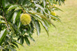 closeup of sweet chestnut in husk growing on chestnut tree with copy space
