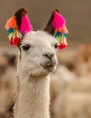 Wall Mural - Andes region Bolivia lama closeup