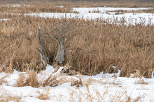 A Bare Branch Sticking Out Of The Wetland Covered With Snow