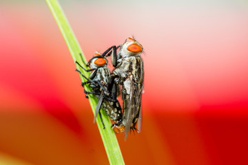 two flies mating on green leaf