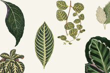 Collection Of Leaves Found In (1825-1890) New And Rare Beautiful-Leaved Plants. Digitally Enhanced From Our Own 1929 Edition Of The Publication Illustration