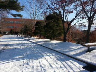 Empty path or alleyway or walkway in wooden avenue with two rows of trees sides with snow on both sides in cold and sunny winter day