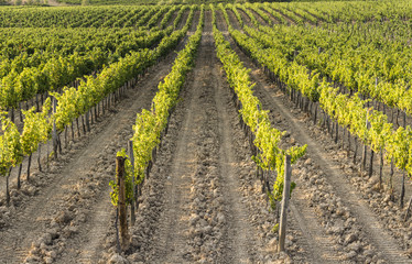 Sticker - Tuscany vineyards at sunset