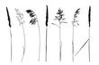 Set of wild herbs silhouettes.