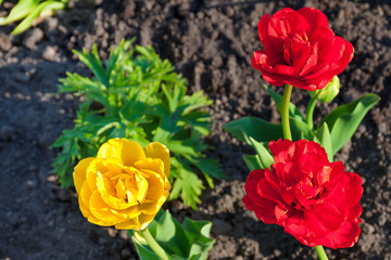 Wall Mural - spring flower red and yellow tulip flowering in garden on a flower bed