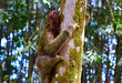 sloth climbing on a tree
