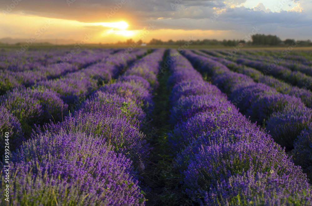 Beautiful landscape of lavender fields at sunset in Bulgaria - obrazy, fototapety, plakaty 