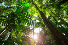Jungle In Costa Rica