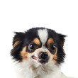 Chihuahua Dog Angry