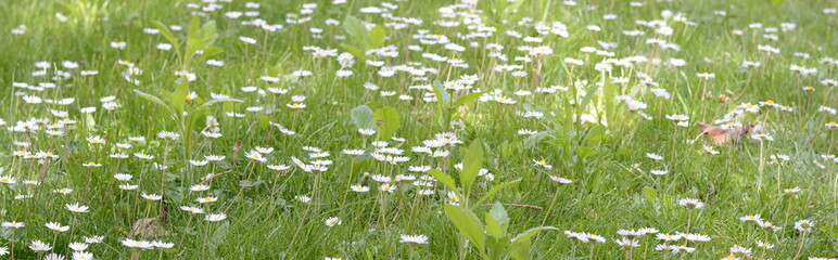 Wall Mural - Field of daisy flowers in sunny day. Summer flower 