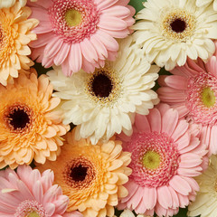 Floral background of different beautiful gerberas