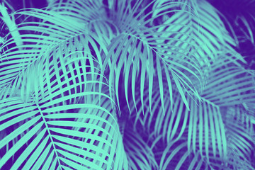 Naklejka tropikalny las roślina modny