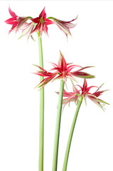 Wall Mural - Amaryllis Hippeastrum exotic sybister Machala and Quito isolated on white background