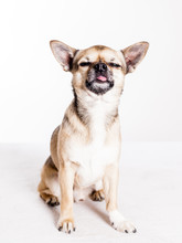 Rolig Bild På En Chihuahua Som Blundar Och Sträcker Ut Tungan