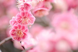 Fototapeta Tulipany - ピンクの梅