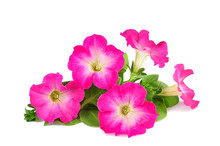 Pink Surfinia Flowers