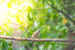 Bird (Streak-eared bulbul) on tree in nature wild