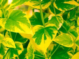 Wall Mural - Abstract cross processed tone of green and yellow leaves pattern for nature background.