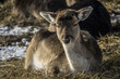 Fallow deer resting in winter sun