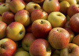 Fototapeta Kuchnia - Red ripe apples