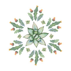 Wall Mural - Watercolor vector round mandala of cacti and succulent plants isolated on white background.