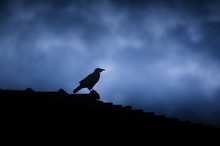 Crow Silhouette On Old Building Rooftor With Dramatic Storm Clouds In Background