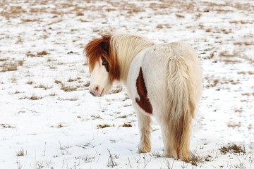 Wall Mural - on a cold winter day in beautiful horses grazing