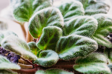 Wall Mural - Violet saintpaulias green leaves or African Violets, macro shot, house plant