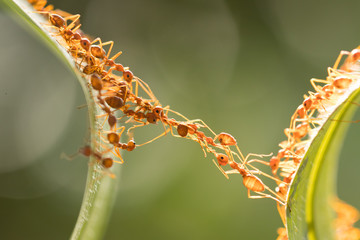 Wall Mural - Ant action standing.Ant bridge unity team,Concept team work together