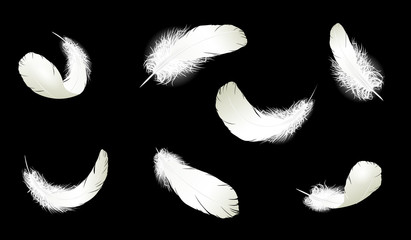 Realistic 3d detailed white swan pigeon feathers fluff set collection black blue background. Vector illustration. Falling feathers abstract light composition air wind flight design element