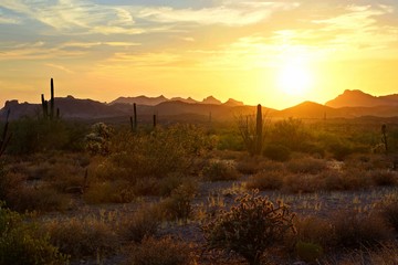 Wall Mural - Beautiful sunset view of the Arizona desert with Saguaro cacti and mountains