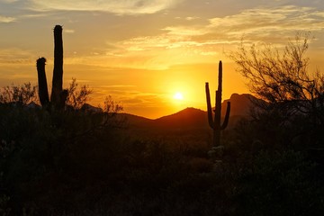 Wall Mural - Sunset silhouette view of the Arizona desert with Saguaro cacti and mountains