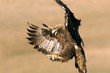 Adult female of Aquila chrysaetos, Golden eagle