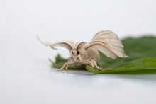 Silk Worm Moth On Studio Shot 