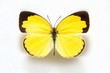 Butterfly specimen korea,Eurema hecabe,Common grass yellow 