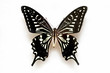 Butterfly specimen korea,Tiger Swallowtail,Male