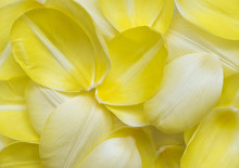 Pale Yellow Petals Of Tulip. Flower Background