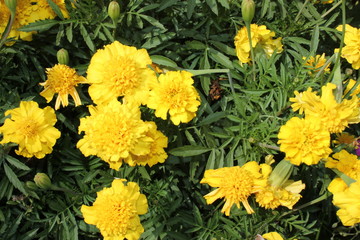  Yellow flowers