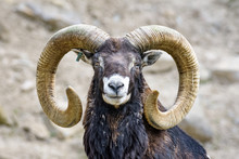 Closeup Of A Mouflon Sheep