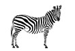Graphical zebra standing,vector 