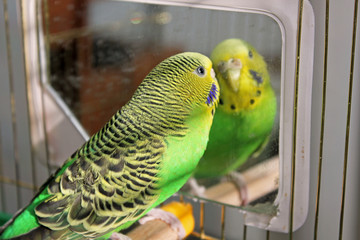 A parrot. A wavy parrot in green color.