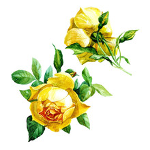 Set Of Two Yellow Roses Isolated On White Background, Painted In Watercolor.