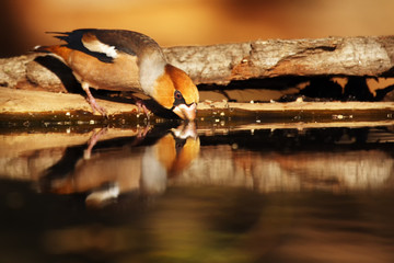 Wall Mural - The hawfinch (Coccothraustes coccothraustes) sitting at a drinker. Color passerine drinking from the waterhole.