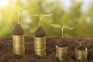 Golden coins in soil with young plant and the rays of the sun. Money growth concept.