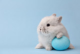 Fototapeta  - Easter bunny rabbit with blue painted egg on blue background. Easter holiday concept.