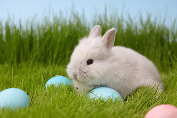 Wall Mural - Easter bunny rabbit with painted eggs on grass lawn. Easter holiday concept.